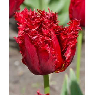 Compra TULIPÁN VERSACI (100 Unid.) en la tienda online Fito Agrícola