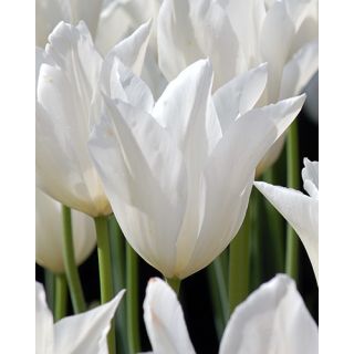 Compra TULIPÁN WHITE TRIUMPHATOR (100 Unid.) en la tienda online Fito Agrícola