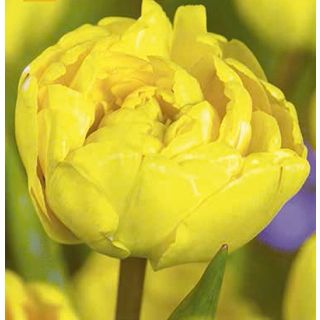Compra TULIPÁN YELLOW POMPENETTE (100 Unid.). en la tienda online Fito Agrícola