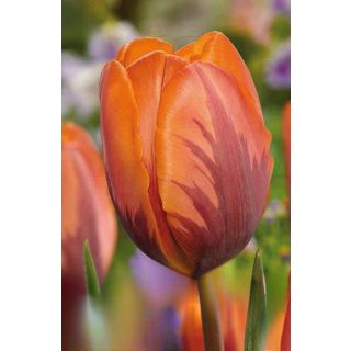 Compra TULIPÁN PRINSES IRENE (100 Unid.) en la tienda online Fito Agrícola