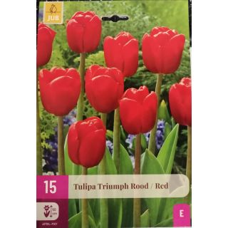 Compra TULIPÁN TRIUMPH RED XXL en la tienda online Fito Agrícola