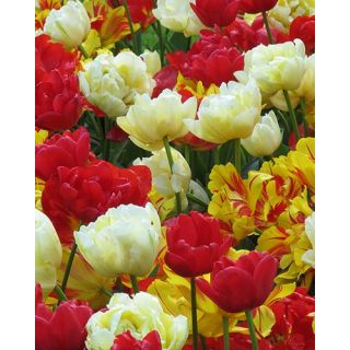 Compra VIBRANT SUNSET (100 Unid.). en la tienda online Fito Agrícola