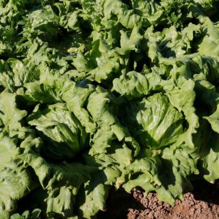 Compra LECHUGA VINCERO Pildorada (25.000 Semillas) en la tienda online Fito Agrícola