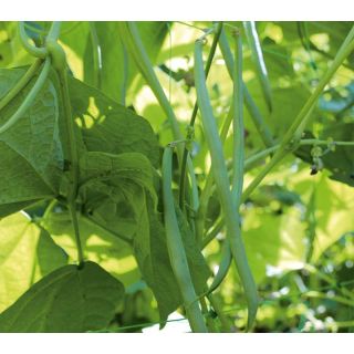 Compra JUDÍA VINE (1.000 Semillas) en la tienda online Fito Agrícola