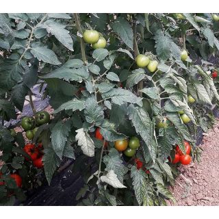 Compra TOMATE WOODY F1 (1.000 Semillas) en la tienda online Fito Agrícola