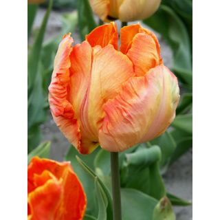 Compra TULIPÁN PARROT KING (100 Unid.) en la tienda online Fito Agrícola