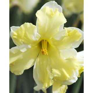 Compra NARCISOS BELCANTO (100 Unid.). en la tienda online Fito Agrícola