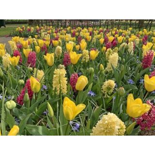 Compra YELLOW FRESH AND A TOUCH OF PINK (100 Unid.). en la tienda online Fito Agrícola