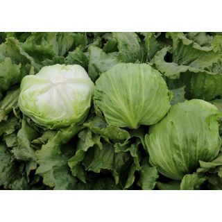 Compra LECHUGA YUKON Pildorada (25.000 Semillas) en la tienda online Fito Agrícola