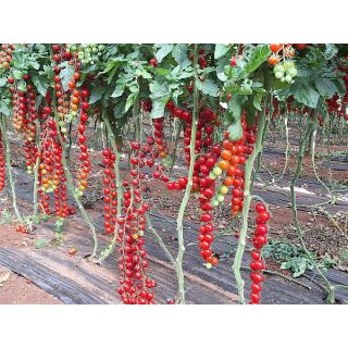 Compra TOMATE TOPURIA F1 (1.000 Semillas). en la tienda online Fito Agrícola