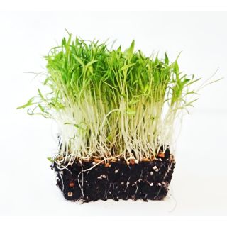 Compra ZANAHORIA MICROGREENS (500 gr.). en la tienda online Fito Agrícola