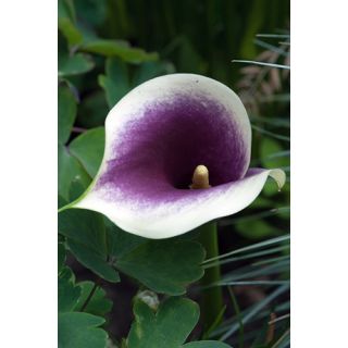 Compra CALA PICASSO (25 Unid.). en la tienda online Fito Agrícola