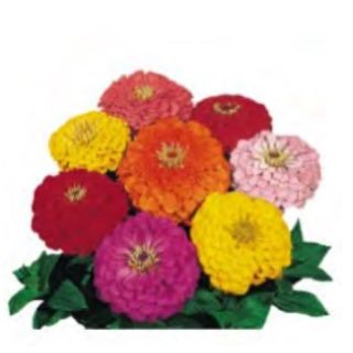 Compra ZINNIA BENARY'S GIANT MIX (1000 Semillas). en la tienda online Fito Agrícola