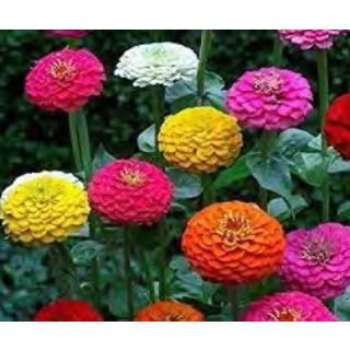Compra ZINNIA LILLIPUT MIX (100 gr.). en la tienda online Fito Agrícola
