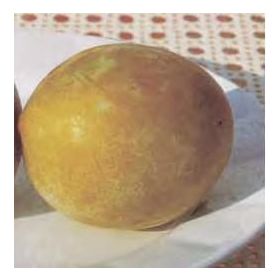 Compra CIRUELO SONGOLD en la tienda online Fito Agrícola