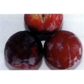 Compra CIRUELO SANTA ROSA en la tienda online Fito Agrícola