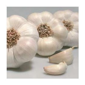 Compra AJO BLANCO DE SIEMBRA GARDACHO 45/55 (10 Kgr.). en la tienda online Fito Agrícola