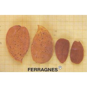Compra ALMENDRO FERRAGNES ® en la tienda online Fito Agrícola