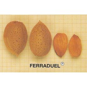 Compra ALMENDRO FERRADUEL ® en la tienda online Fito Agrícola