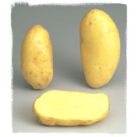 Compra PATATA DE SIEMBRA SPUNTA FR 28/35 [M] (25 Unid.). en la tienda online Fito Agrícola