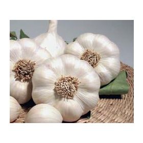 Compra AJO BLANCO DE SIEMBRA GARCUA 55/60 (20 Kgr.). en la tienda online Fito Agrícola