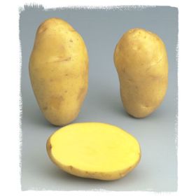 Compra PATATA DE SIEMBRA NICOLA FR 35/45 [G] (5 Kgr.). en la tienda online Fito Agrícola