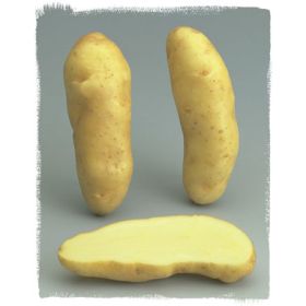 Compra PATATA DE SIEMBRA RATTE FR 25/32 [G] (5 Kgr.). en la tienda online Fito Agrícola