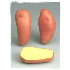 Compra PATATA DE SIEMBRA ROSEVAL FR 25/32 [G] (3 Kgr.). en la tienda online Fito Agrícola