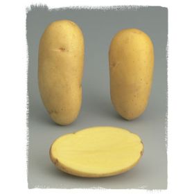 Compra PATATA DE SIEMBRA CHARLOTTE FR 40/45 BIO [M] (3 Kgr.). en la tienda online Fito Agrícola