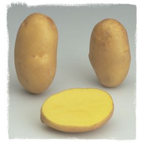 Compra PATATA DE SIEMBRA AGRIA ES/NL/FR 35/50 [M] (25 Kgr.). en la tienda online Fito Agrícola