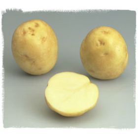 Compra PATATA DE SIEMBRA KENNEBEC FR 35/55 [G] (25 Kgr.). en la tienda online Fito Agrícola