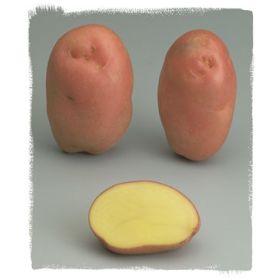 Compra PATATA DE SIEMBRA DESIREE FR 25/35 [G] (25 Kgr.). en la tienda online Fito Agrícola
