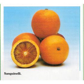 Compra NARANJO SANGUINELLI - 17 en la tienda online Fito Agrícola