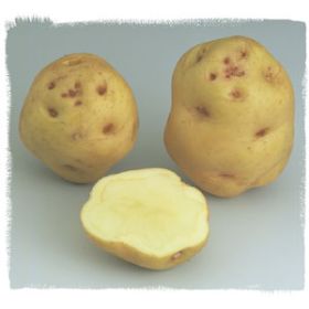Compra PATATA DE SIEMBRA INSTITUT DE BEAUVAIS FR 28/35 [M] (25 Unid.). en la tienda online Fito Agrícola