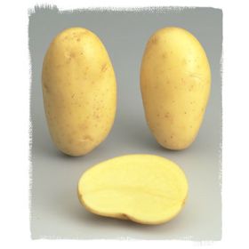 Compra PATATA DE SIEMBRA BEA FR 28/35 [G] (3 Kgr.). en la tienda online Fito Agrícola