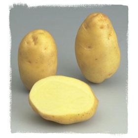 Compra PATATA DE SIEMBRA BINTJE FR/NL 35/45 [G] (5 Kgr.) en la tienda online Fito Agrícola