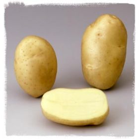 Compra PATATA DE SIEMBRA JOSE FR 28/35 [M] (3 Kgr.). en la tienda online Fito Agrícola