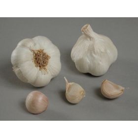 Compra AJO BLANCO DE SIEMBRA MESSIDROME 45/55 (500 gr.). en la tienda online Fito Agrícola