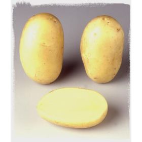 Compra PATATA DE SIEMBRA GOURMANDINE FR 28/32 [M] (25 Unid.). en la tienda online Fito Agrícola