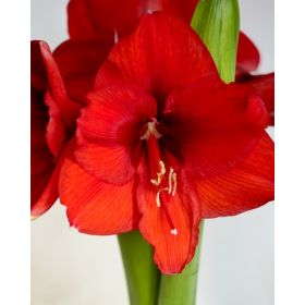 Compra AMARYLLIS RED LION en la tienda online Fito Agrícola