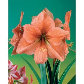 Compra AMARYLLIS RILONA en la tienda online Fito Agrícola