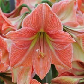 Compra AMARYLLIS TERRA COTTA STAR ® en la tienda online Fito Agrícola