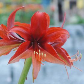 Compra AMARYLLIS BOGOTA en la tienda online Fito Agrícola