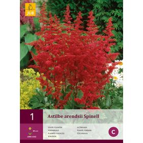 Compra ASTILBE ARENDSII SPINELL en la tienda online Fito Agrícola