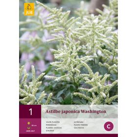 Compra ASTILBE JAPONICA WASHINGTON en la tienda online Fito Agrícola