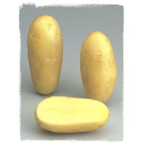 Compra PATATA DE SIEMBRA AMANDINE FR/NL 30/40 [G] (25 Kgr.). en la tienda online Fito Agrícola