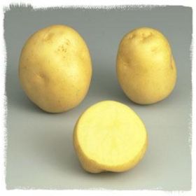 Compra PATATA DE SIEMBRA SIRTEMA FR 28/40 [M] (3 Kgr.). en la tienda online Fito Agrícola
