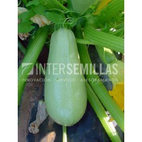 Compra CALABACÍN BELLACLARA F-1 (500 Semillas) en la tienda online Fito Agrícola