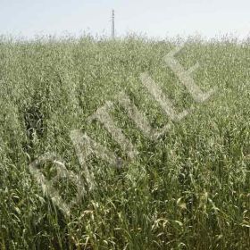 Compra AVENA SATIVA FORRIDENA R1 (25 Kgr.). en la tienda online Fito Agrícola