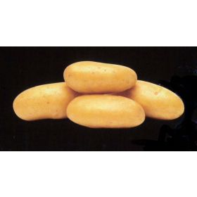 Compra PATATA DE SIEMBRA NAWEN FR 28/35 [M] (3 Kgr.) en la tienda online Fito Agrícola
